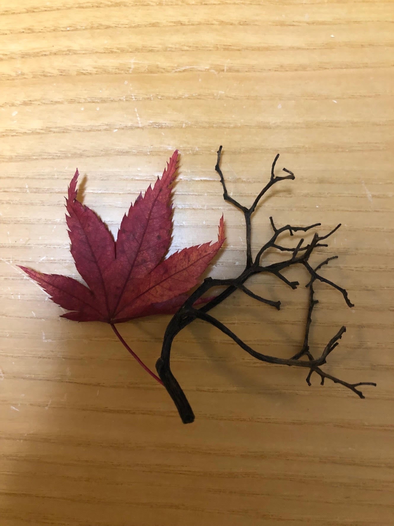 秋天的落葉季節